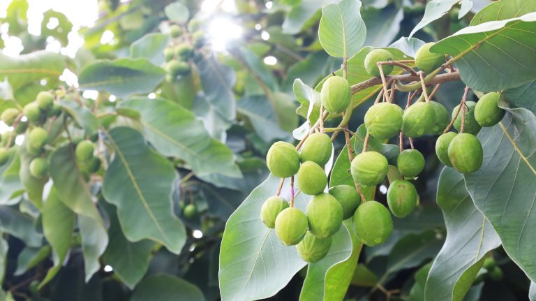 Chebulic raw fruit myrobalans on the tree. Bunch of fresh green Myrolan Wood (Terminalia Chebula Retz.) Herbs Common Myrobalan, Harad, Chebulic, Gallnut with copy space